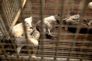 南充花好動物園盛大開園，科學飼養打造動物樂園