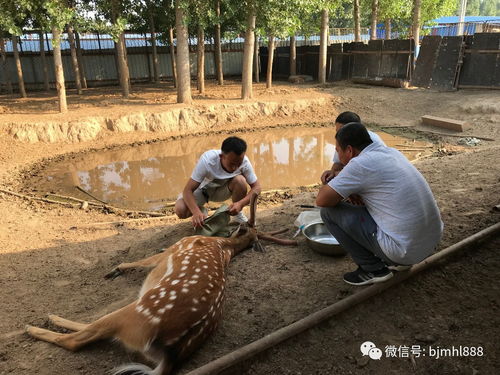 江蘇生態梅花鹿養殖基地 養出富農新希望，探索特色動物飼養新路徑