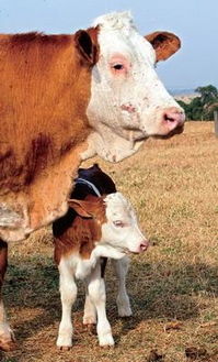 當克隆動物變成食物 陌生并非就不好
