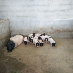 巴馬香豬市場價格與科學飼養指南