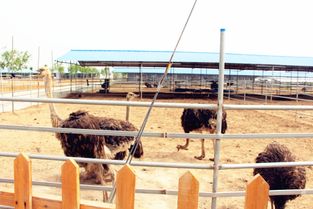 中國食品安全萬里行 食安城市行 走進河北鹽山，探秘健康動物飼養新篇章