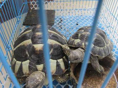 以愛為名的囚籠 非法飼養瀕危野生動物背后的生態與法理之殤