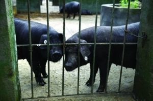 南京探索地震預警新路徑 動物行為觀測點科學飼養與監測