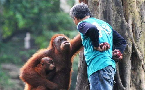 湖州動物園事件警示 孩童與猩猩“搶果凍”背后的危險與反思