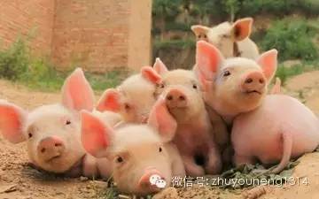 能養(yǎng)殖出安全的動(dòng)物產(chǎn)品嗎？——現(xiàn)代動(dòng)物飼養(yǎng)的挑戰(zhàn)與實(shí)踐