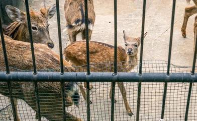閉園改造前，用35張圖告別武漢動(dòng)物園 致那些被時(shí)光記下的鮮活瞬間
